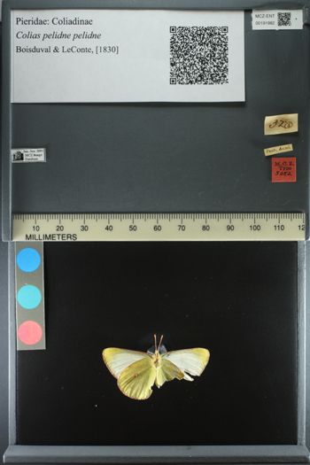 Media type: image;   Entomology 191982